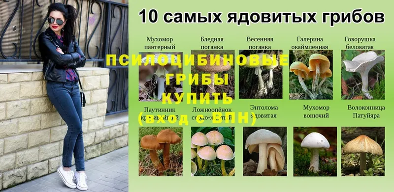 Галлюциногенные грибы Cubensis  блэк спрут ONION  Городец 